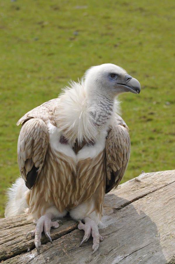 Himalayan Griffon Vulture and Cinereous Vulture Stock Photo - Image of ...