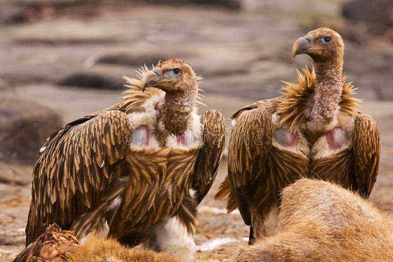 Himalayan Griffon Vulture, Gypshimalayensis, Panna Tiger Reserve, Rajasthan royaltyfria foton Himalayan Griffon Vulture, Gypshimalayensis, Panna Tiger Reserve, Rajasthan royaltyfria foton