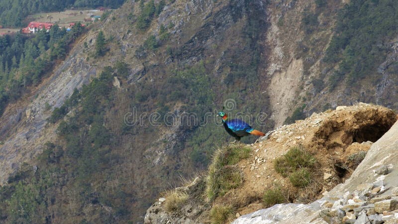 Himalayan Monal also named Danphe, National Bird of Nepal.