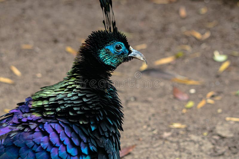 himalayan monal pheasant sound himalayan monal pheasant sound