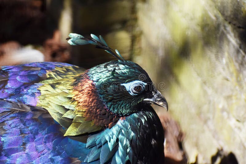 himalayan monal pheasant sound himalayan monal pheasant sound