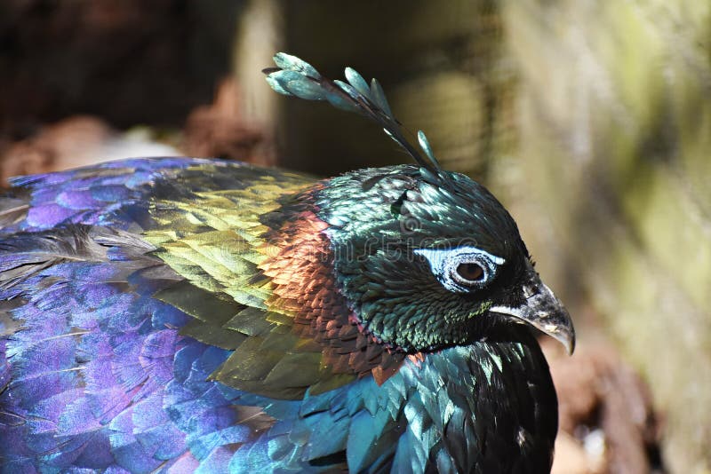 himalayan monal pheasant sound himalayan monal pheasant sound
