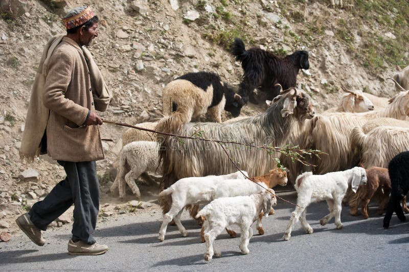 Himalayan shepherd leads his goat and sheep flock