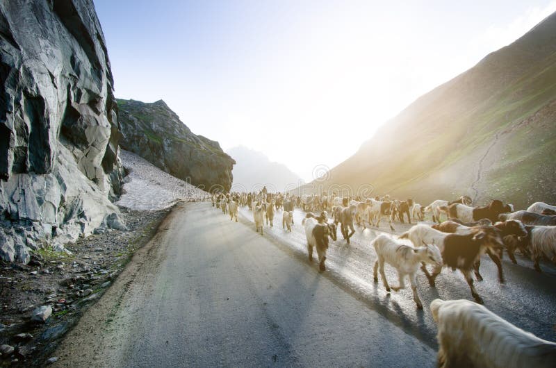 Himalayas natur och djur på vägen Indiska berg Getter och får som går ett kors vägen och bilarna som väntar på dem wild arkivbild Himalayas natur och djur på vägen Indiska berg Getter och får som går ett kors vägen och bilarna som väntar på dem wild arkivbild
