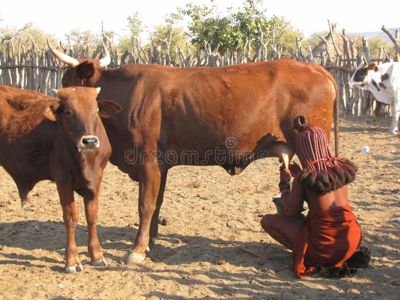 Himba woman royalty free stock photos