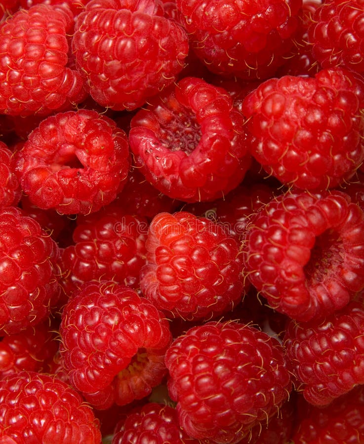 Himbeeren lizenzfreie stockbilder Himbeeren lizenzfreie stockbilder
