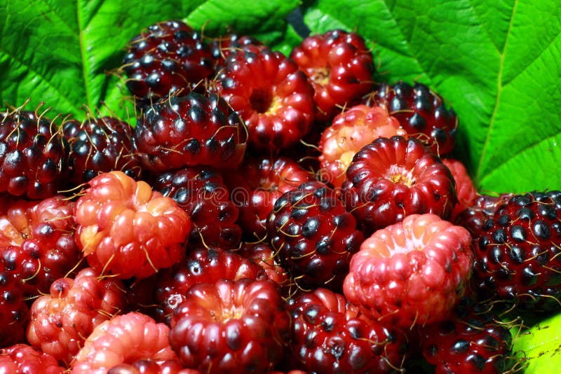 Himbeeren stockbilder Himbeeren stockbilder