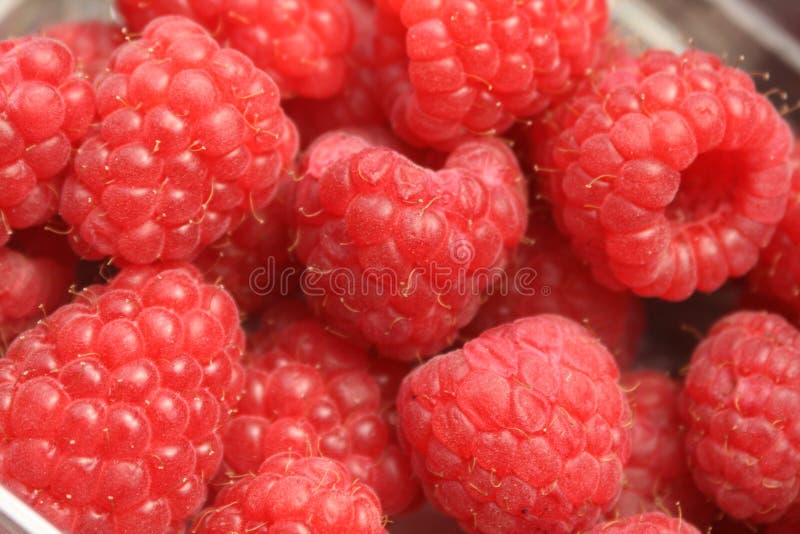 Pile of red wild raspberries. Pile of red wild raspberries