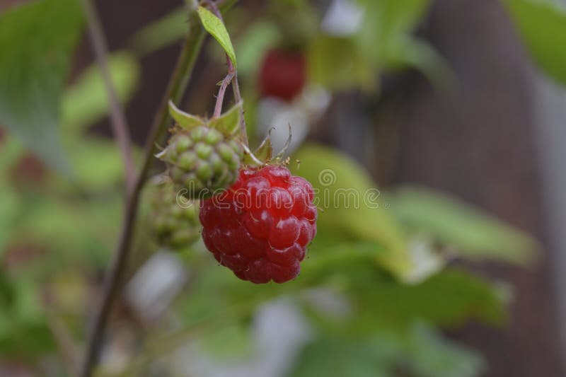 Himbeeren, die auf einer Niederlassung wachsen stockbilder Himbeeren, die auf einer Niederlassung wachsen stockbilder