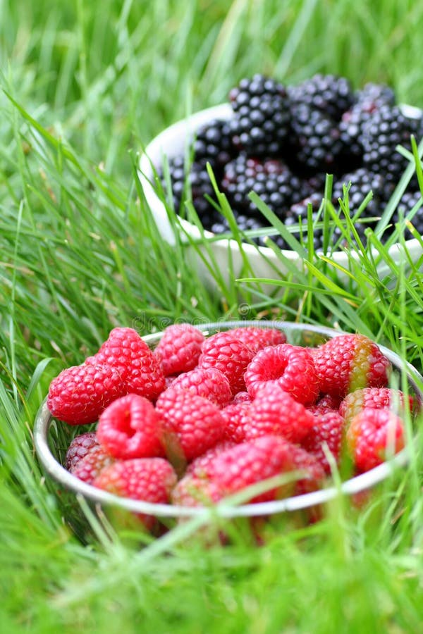 Brombeeren, Himbeeren Und Aus Der Luft Auf Weißem Hintergrund Und Blatt