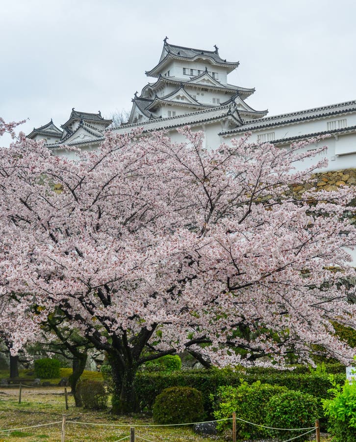 Himeji Castle Japan with Cherry Blossom Stock Photo Image of japanese