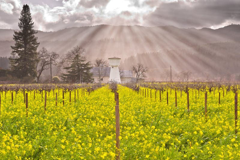 Himla- ljus tryckning till och med molnen på att blomma för för Napa Valley vingårdar och senap royaltyfri bild Himla- ljus tryckning till och med molnen på att blomma för för Napa Valley vingårdar och senap royaltyfri bild