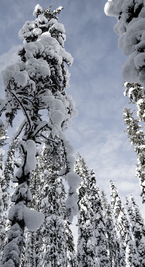 Himmel gestaltet durch die Bäume - Lappland stockfotos Himmel gestaltet durch die Bäume - Lappland stockfotos