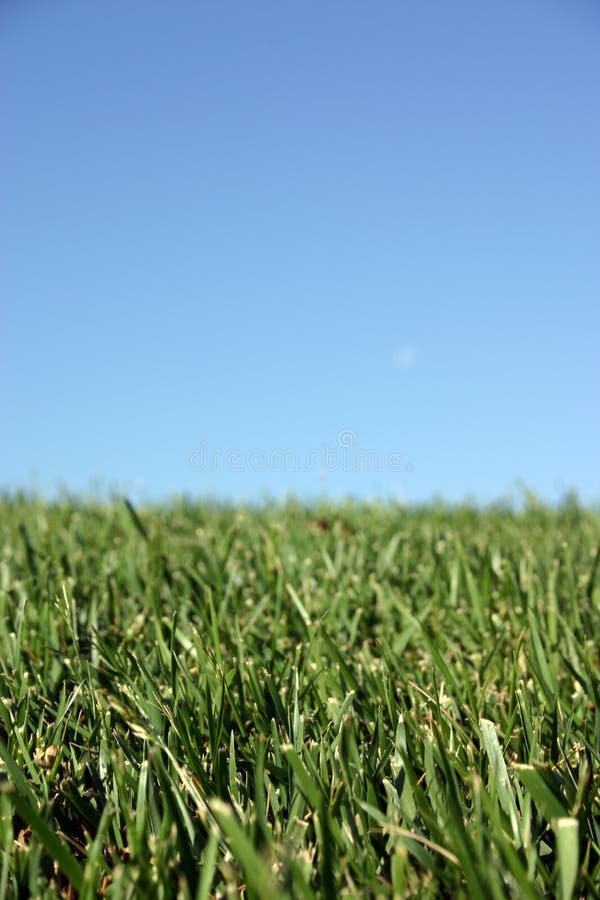 Himmel-Gras stockbilder Himmel-Gras stockbilder