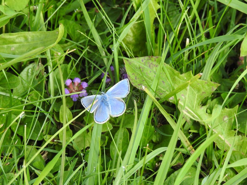 Himmlischer Argus ist blauer oder blauer Adonis ein kleiner Schmetterling stockfotos Himmlischer Argus ist blauer oder blauer Adonis ein kleiner Schmetterling stockfotos