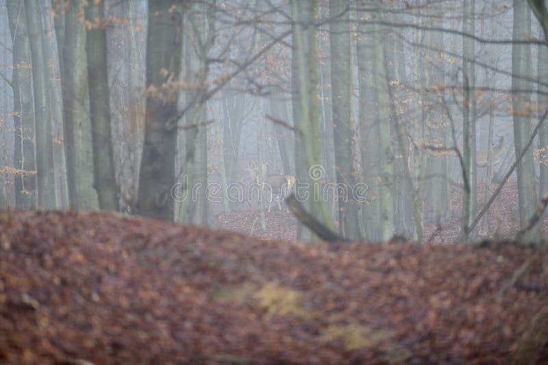 Hind deer watching deep in the forest during foggy wheather in winter