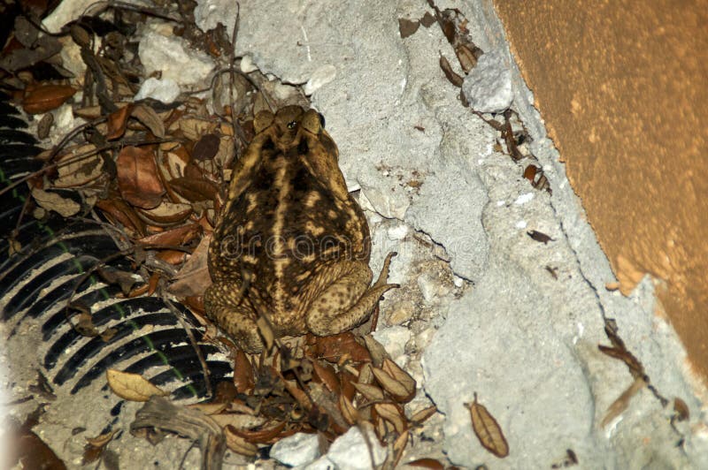 Hind view of large poisonous cane toad bufo marinus. Bufo marinus, Rhinella marina also known as cane, marine and giant toad is a large poisonous toad its toxins royalty free stock images Hind view of large poisonous cane toad bufo marinus. Bufo marinus, Rhinella marina also known as cane, marine and giant toad is a large poisonous toad its toxins royalty free stock images