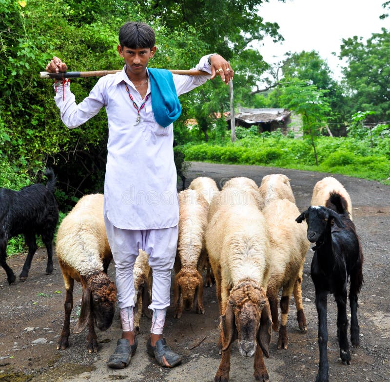 hindus baca obrazy stock hindus baca obrazy stock