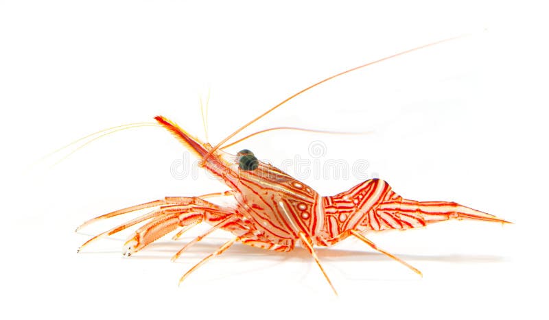 Hinge-beak shrimp, camel shrimp or dancing shrimp isolated on white background. Hinge-beak shrimp, camel shrimp or dancing shrimp isolated on white background