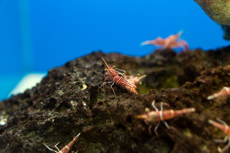 Hinge Beak Shrimp in Water Tank, it is Beautiful Small Shrimp in Fish Tank Stock Image Image