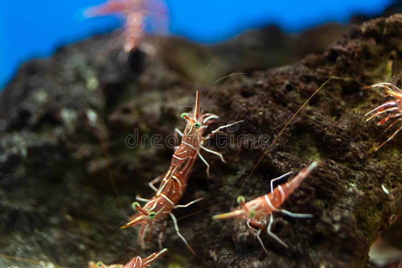 Hinge Beak Shrimp in Water Tank, it is Beautiful Small Shrimp in Fish Tank Stock Photo Image