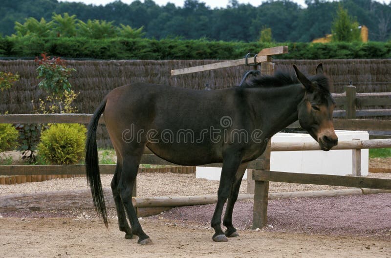Hinny, Crossbreed of Horse and Jenny stock photo