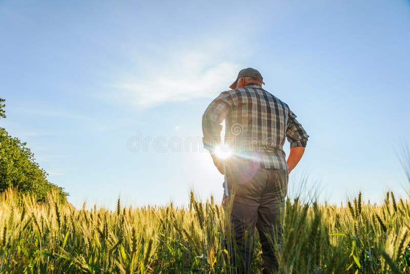 Hinteransicht eines männlichen Landwirts, der das Feld bewundert lizenzfreie stockfotografie
