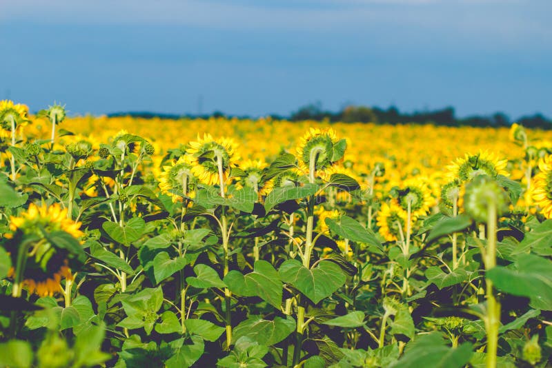 Hintere Ansicht der Sonnenblume, Sonnenblumen schließen unter regnerischen Wolken, sunflo stockbilder Hintere Ansicht der Sonnenblume, Sonnenblumen schließen unter regnerischen Wolken, sunflo stockbilder