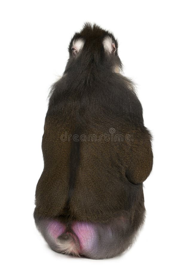 Hintere Ansicht des Mandrill Sitzens stockfotos Hintere Ansicht des Mandrill Sitzens stockfotos