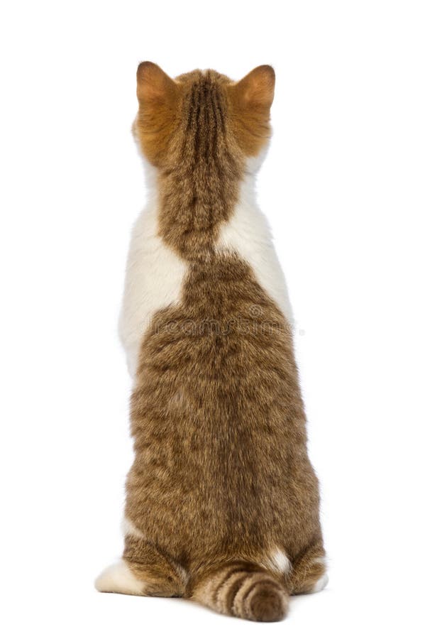 Rear view of a British Shorthair kitten, 3.5 months old, standing on hind legs and looking up in front of white background. Rear view of a British Shorthair kitten, 3.5 months old, standing on hind legs and looking up in front of white background