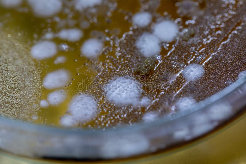 Hintergr?nde von Eigenschaften und von unterschiedlicher geformter Kolonie von Bakterien und Form, die auf N?hrbodenplatten w?chs stockfotografie Hintergr?nde von Eigenschaften und von unterschiedlicher geformter Kolonie von Bakterien und Form, die auf N?hrbodenplatten w?chs stockfotografie