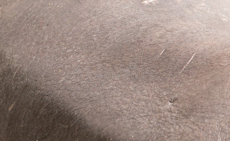 Hintergrund der Nilpferdhaut stockfotos