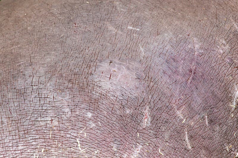 Hintergrund der Nilpferdhaut stockbilder