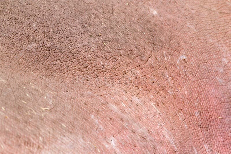 Hintergrund der Nilpferdhaut stockfotos
