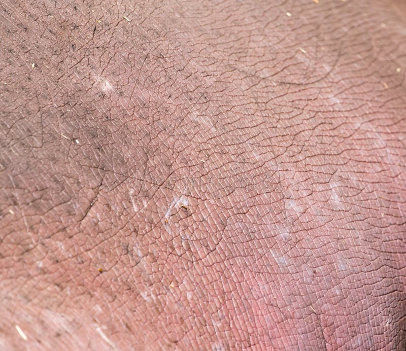 Hintergrund der Nilpferdhaut stockbilder