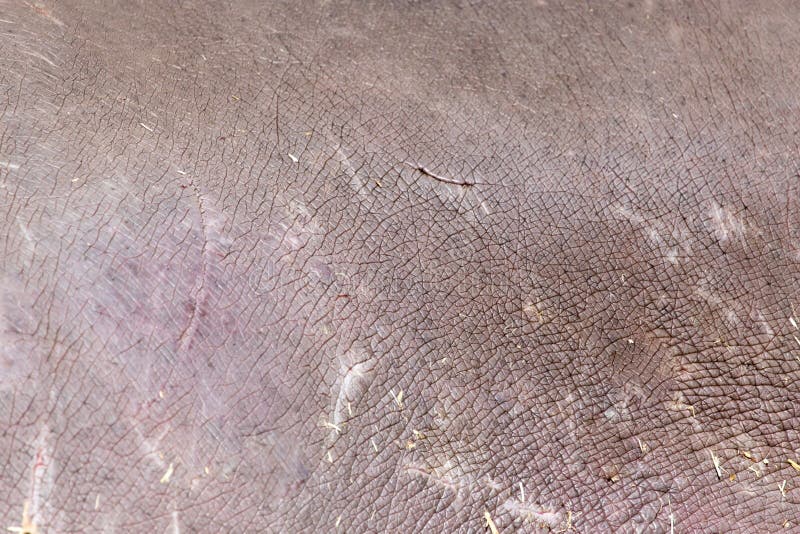 Hintergrund der Nilpferdhaut stockfotografie