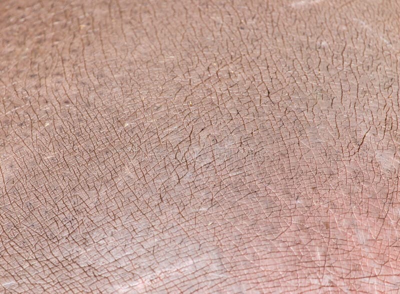 Hintergrund der Nilpferdhaut stockbild