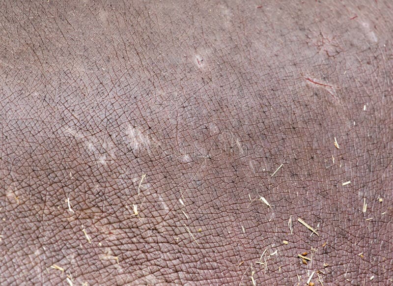 Hintergrund der Nilpferdhaut stockbild