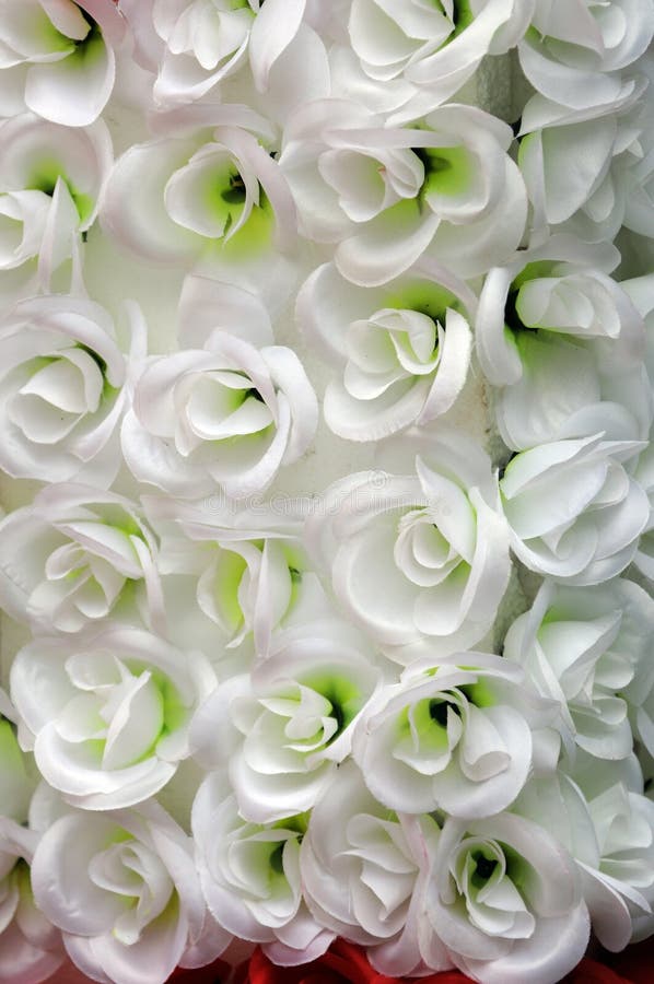 Hintergrund der weißen Blumen
