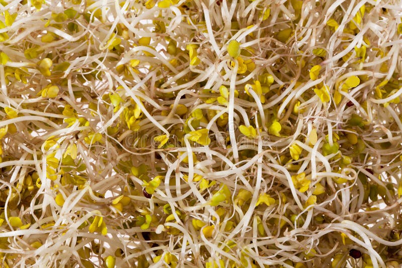 Hintergrund des Brokkolis keimt Makro lizenzfreie stockfotos Hintergrund des Brokkolis keimt Makro lizenzfreie stockfotos