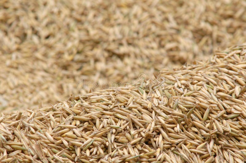 Hintergrund des Mais lizenzfreies stockbild Hintergrund des Mais lizenzfreies stockbild