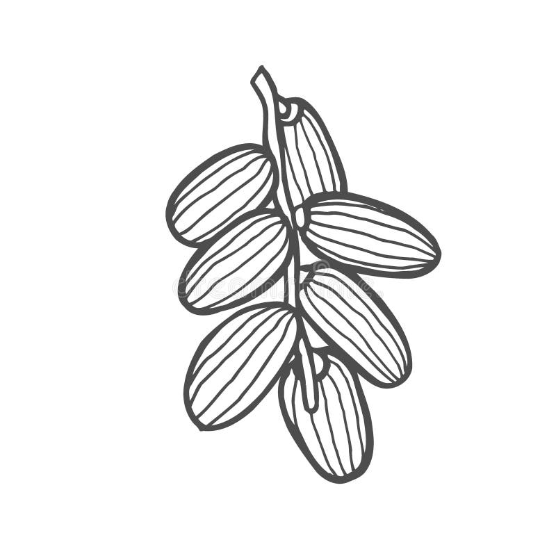 Hintergrund Mit Dattelfrucht Vektor Abbildung Illustration von skizze