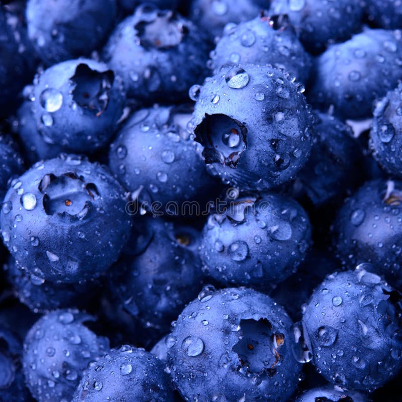 Hintergrund von den frischen reifen süßen Blaubeeren bedeckt mit Wasser-Tropfen stockbild
