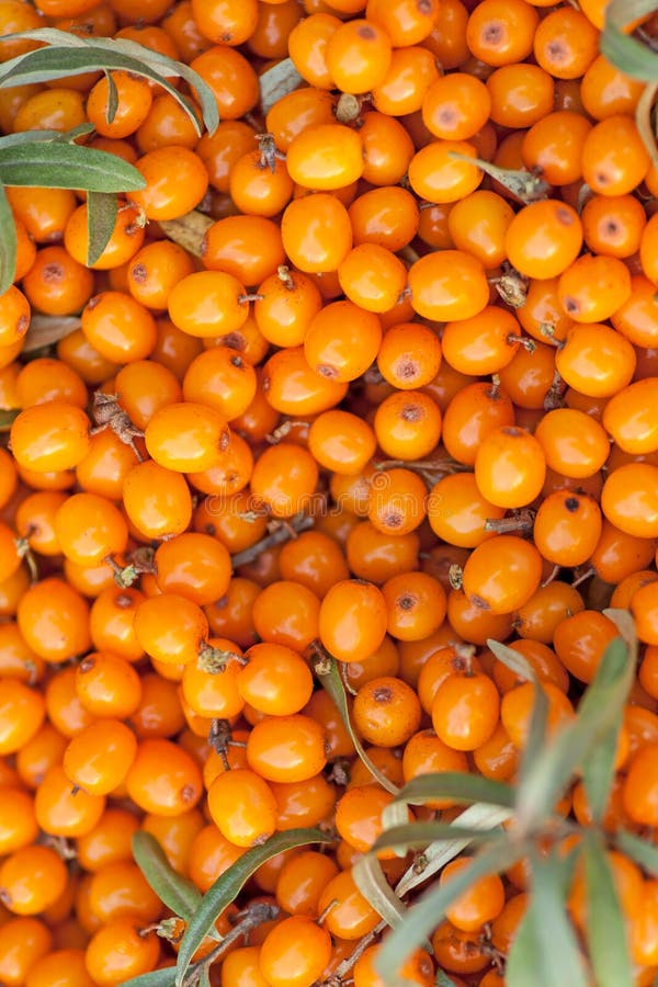 Hintergrund von reifen Sanddornbeeren lizenzfreie stockfotos Hintergrund von reifen Sanddornbeeren lizenzfreie stockfotos