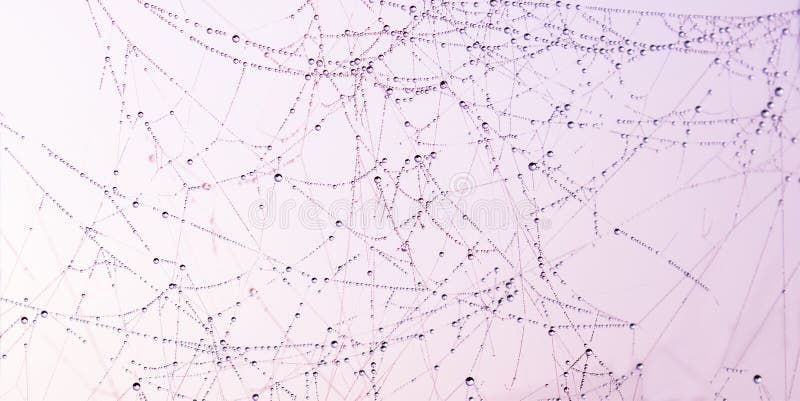 Hintergrund von Tropfen des Taus auf einem Spinnennetz stockbild Hintergrund von Tropfen des Taus auf einem Spinnennetz stockbild