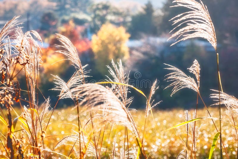 Hintergrundbeleuchtete Gräser auf einem bokeh Herbsthintergrund lizenzfreie stockfotos Hintergrundbeleuchtete Gräser auf einem bokeh Herbsthintergrund lizenzfreie stockfotos