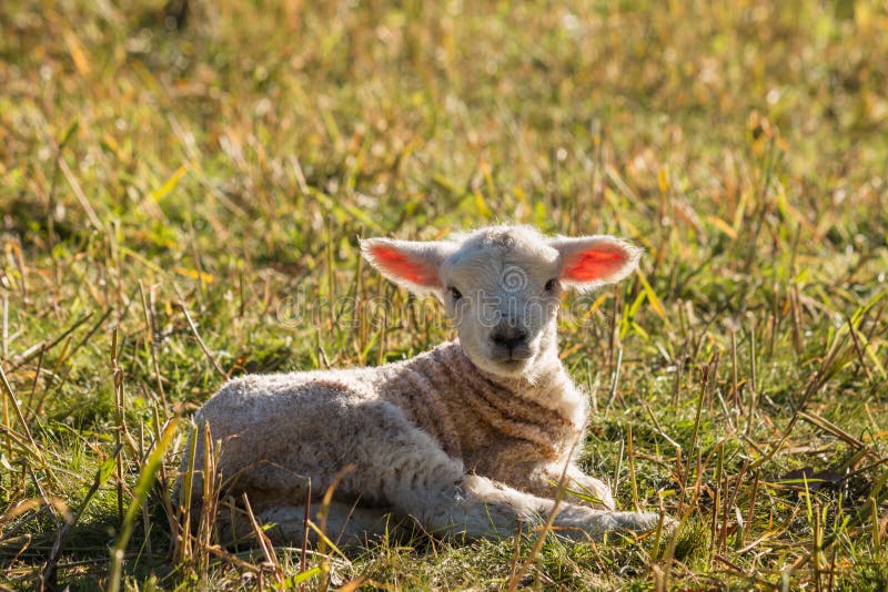 Hintergrundbeleuchtetes neugeborenes Lamm, das auf Wiese stillsteht stockfotografie