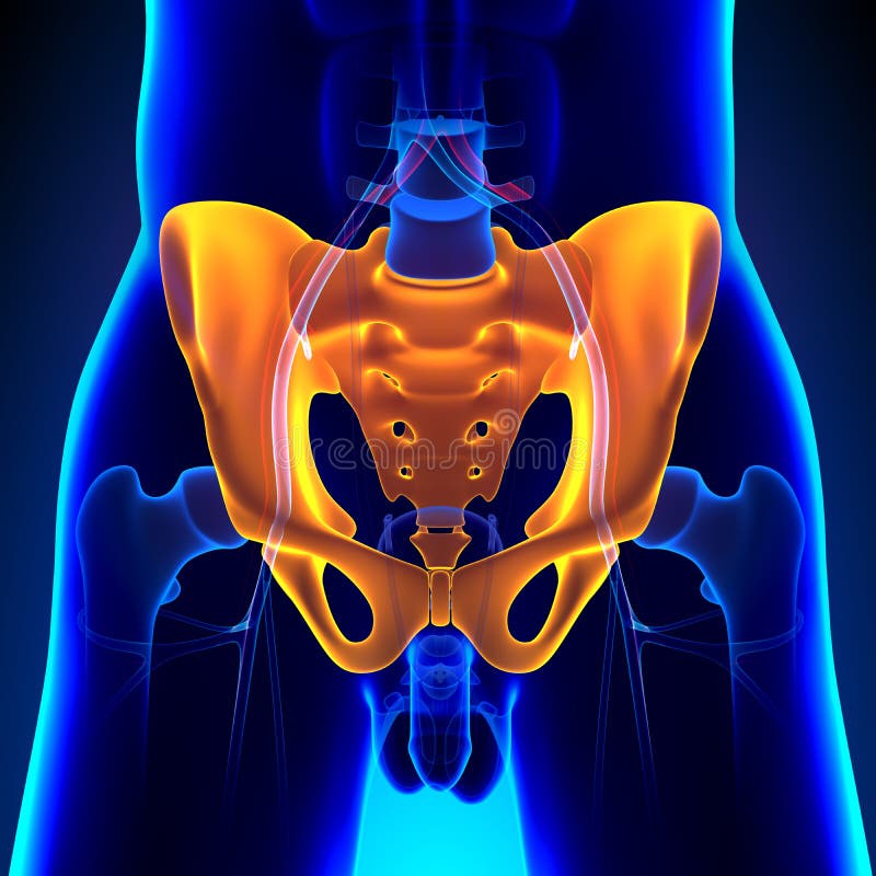 Hip Pelvic Sacrum Bone Anatomy With Circulatory System Stock