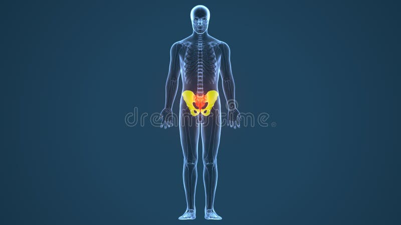 Iliac Crest Stock Illustrations – 91 Iliac Crest Stock