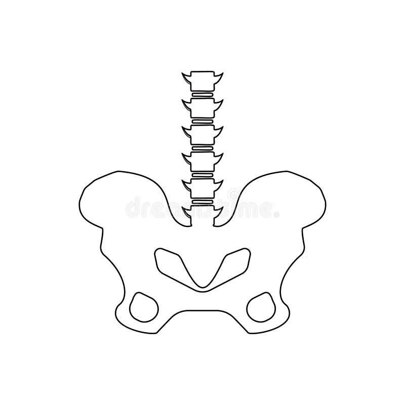 hipbone icon. Element of Human parts for mobile concept and web apps icon. Outline, thin line icon for website design and stock illustration hipbone icon. Element of Human parts for mobile concept and web apps icon. Outline, thin line icon for website design and stock illustration